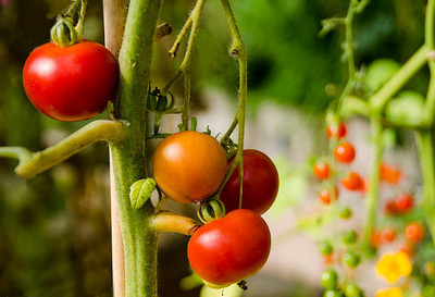 ACCELCROP tomato Seed(80 per packet)