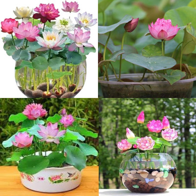 ibains Japanese lotus flower seeds bij 5 Seed(5 per packet)