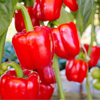 eShoptail Capsicum Red ( Lal Shimla Mirch) F1 Hybrid Seeds Seed(5 g)