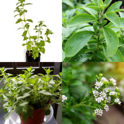 sbains Stevia rebaudiana sweet tulsi sugar leaf seeds no of seeds 15 Seed(15 per packet)