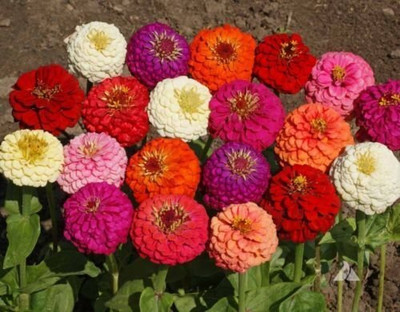 JD AGRO Zinnia Mix Seed(20 per packet)