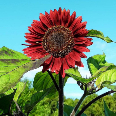 BSARKAR Red sunflower seed Seed(20 per packet)