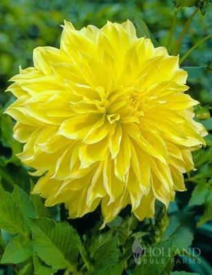 CYBEXIS Floodlight Dinnerplate Dahlia Seeds Seed(50 per packet)