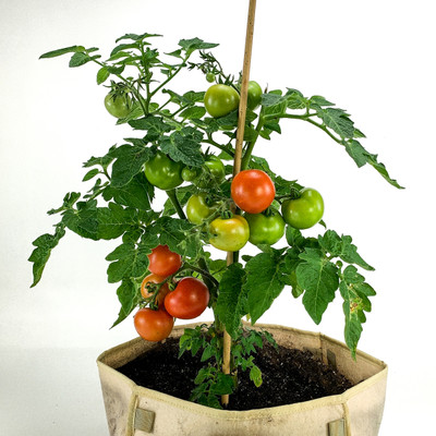 jkfarm Tomato Seed(1050 per packet)