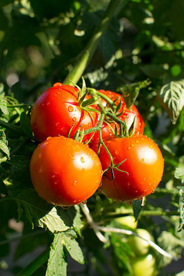 Kodali Hybrid F1 Tomato Seeds Pack Of 29 Seed(29 per packet)