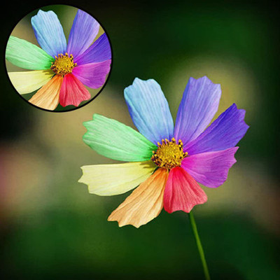 CYBEXIS Rainbow Chrysanthemum Seeds Flower Seed(25 per packet)