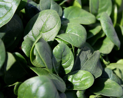 CYBEXIS ATS-16 - Microgreens (Sprouting)- Spinach Bloomsdale - (750 Seeds) Seed(750 per packet)