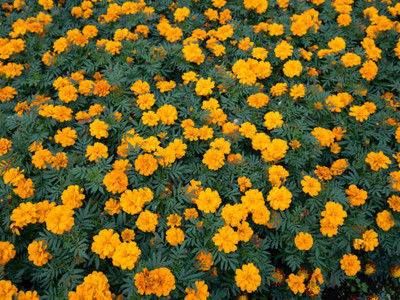 MOGEX marigold/gende ka phool flower seeds Seed(50 per packet)