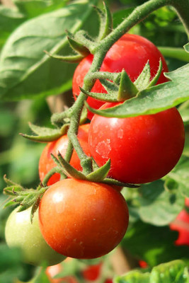 Kodali Hybrid F1 Tomato Seeds Pack Of 86 Seed(86 per packet)