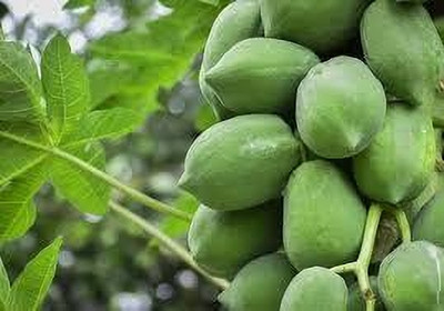 BDSresolve hybrid papaya seeds all season pack of 51 Seed(51 per packet)