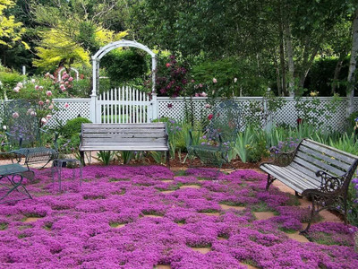 Qualtivate FXL-5AT Creeping Thyme Seeds Seed(50 per packet)