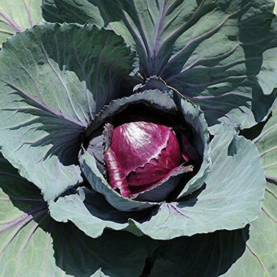 CYBEXIS F27Seeds of Red Cabbage - Brassica OLERACEA2000 Seeds Seed(2000 per packet)