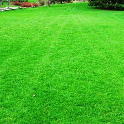 SUPRIKAM Korean carpet garden grass Seed(500 per packet)