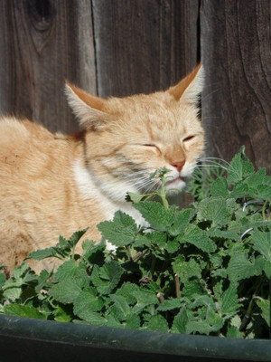 CYBEXIS ATS-50 - Catnip for Planting - (1500 Seeds) Seed(1500 per packet)