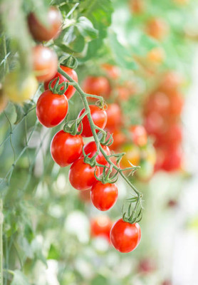 Dream Team tomato Seed(150 per packet)
