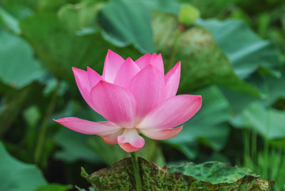 Nature Krafts lotus,kamal seeds Seed(14 per packet)