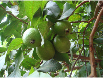 Quentova Guava, Amrood-RJ-3J Seed(50 per packet)