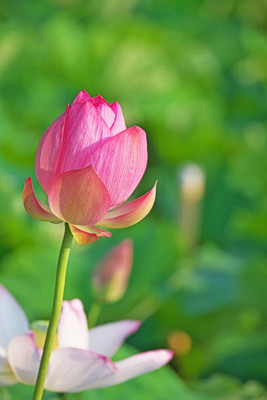 nature boon lotus,kamal gatta Seed(15 per packet)