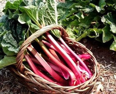 KNESSiN DLX-26 Swiss Chard Seed(200 per packet)