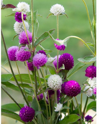 STARKC Ping Pong Gomphrena Seed(80 per packet)