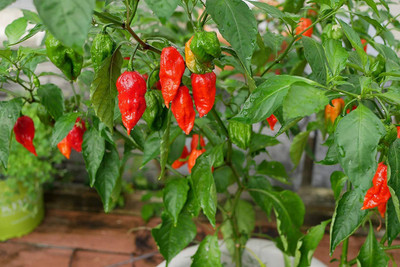 KANAYA Moti Mirch/Pepper Green Hybrid Seed(325 per packet)
