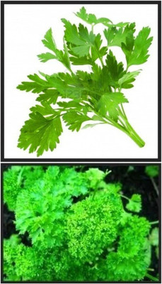 CYBEXIS TLX-92 - Parsley - Triple Curled - (750 Seeds) Seed(750 per packet)