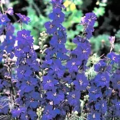 MAA Delphinium Seed(10 per packet)