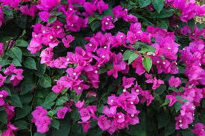 fixeded FL-143-PAPER-FLOWER Seed(40 per packet)