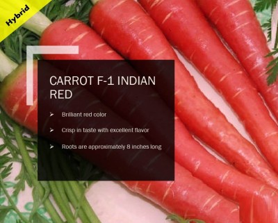 CYBEXIS CARROT F-1 INDIAN RED SEEDS(5000 Seeds) Seed(5000 per packet)