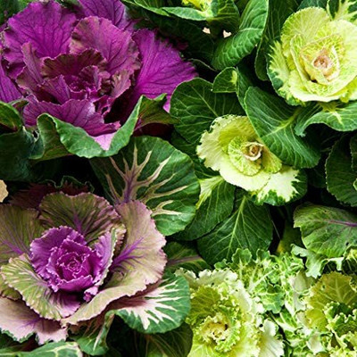 CYBEXIS Kale Brassica Oleracea Ornamental Cabbage Vegetable Seeds2000 Seeds Seed(2000 per packet)