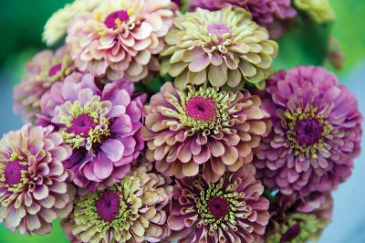 CYBEXIS XL-63 - Rare Queen Red Lime Zinnia - (270 Seeds) Seed(270 per packet)