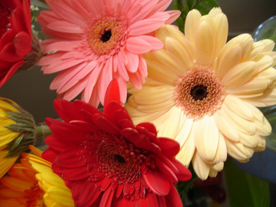 Lorvox Daisy Mix Flower Seed(65 per packet)