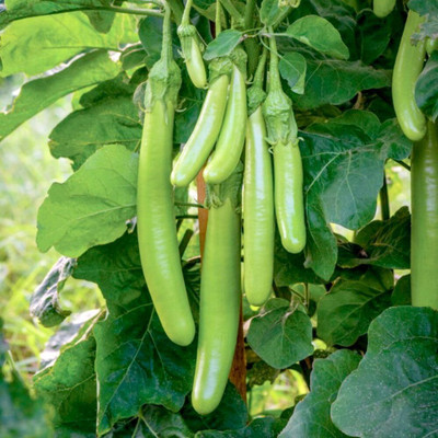 Biosnyg Abundant Yield Brinjal 'Green Knight' Asian Variety ( Seeds) Seed(2000 per packet)