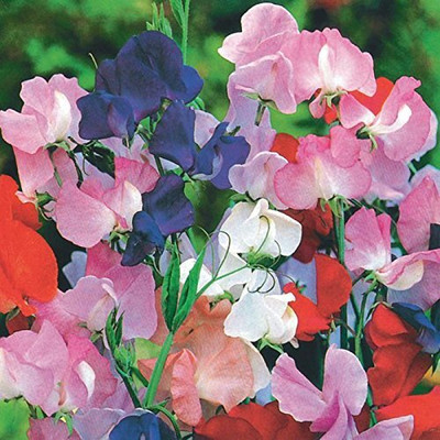 Lorvox Sweet Pea Flower Seeds F1 Hybrid Seed(26 per packet)