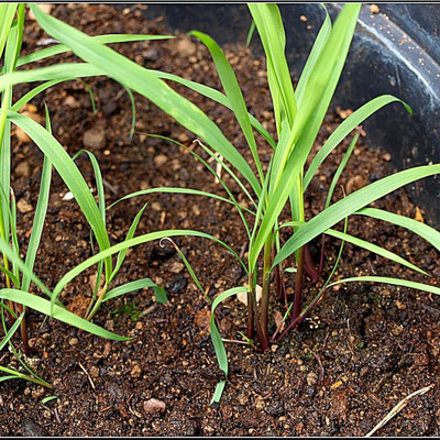 Aywal Lemon Grass Seeds Cochin Grass Seed(115 per packet)