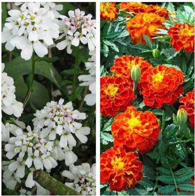 Aywal Candytuft Flower & Marigold Flower Seed(40 per packet)