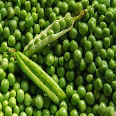 Quentova Super Sweet Peas Matar-VNT-11Q Seed(20 per packet)