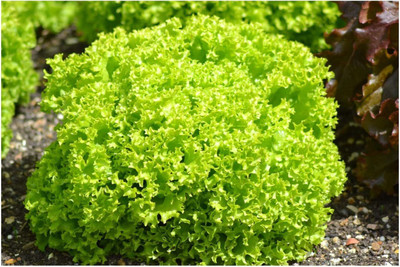 CYBEXIS Lettuce - Lolla BIONDA Seeds2000 Seeds Seed(2000 per packet)