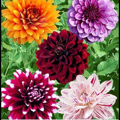Us deepar Neo Dhaliya Seed (32 per packet) Seed(32 per packet)