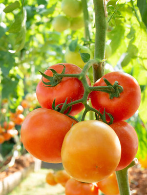Jevik tomato Seed(85 per packet)
