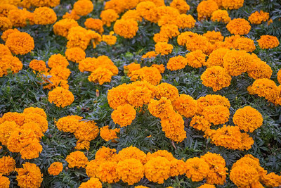 Pearlo marigold/gende ka phool flower seeds Seed(50 per packet)