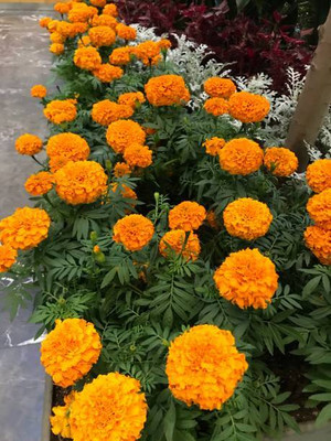 GreenHorizon marigold/gende ka phool flower seeds Seed(75 per packet)