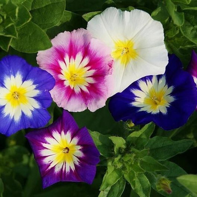 the green dotcom Morning Glory Mixed Seed(105 per packet)