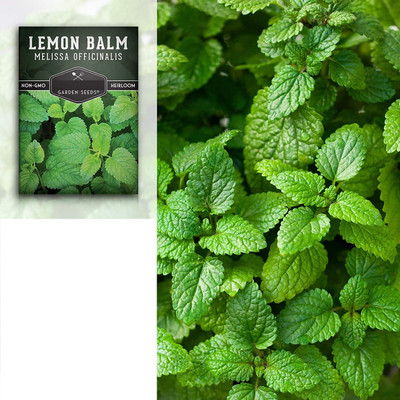 VibeX ® VMR-111 Melissa Herbs Lemon Balm Seed(500 per packet)