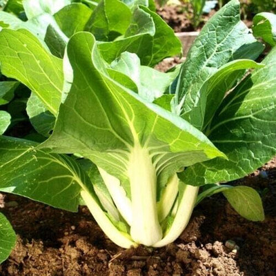 KNESSiN Cabbage Chinese Pak Choi Seed(1250 per packet)