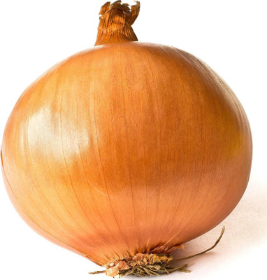 KNESSiN Heirloom Giant Rijnsburger Onion Seeds for Home Gardening-(2400 Seeds) Seed(2400 per packet)