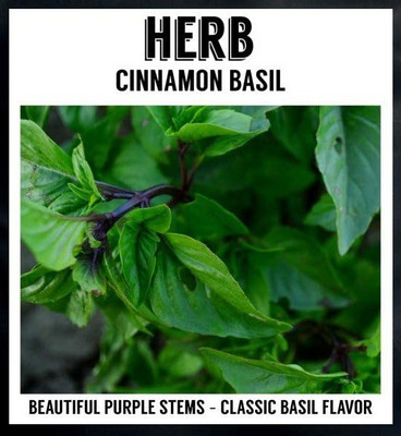 WILLVINE HUA-59 Cinnamon Basil Organic Seed(1000 per packet)