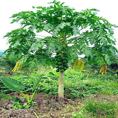 DEYS AGRO ™ 786 f1 hybrid papaya seeds, f1 hybrid premium quality seeds, high germination Seed(63 per packet)