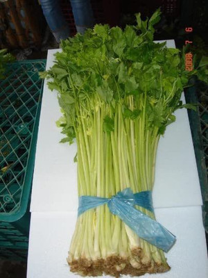 CYBEXIS XLR-91 - Yellow Chinese Celery - (2250 Seeds) Seed(2250 per packet)