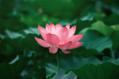 Lappyworld lotus,kamal gatta Seed(15 per packet)